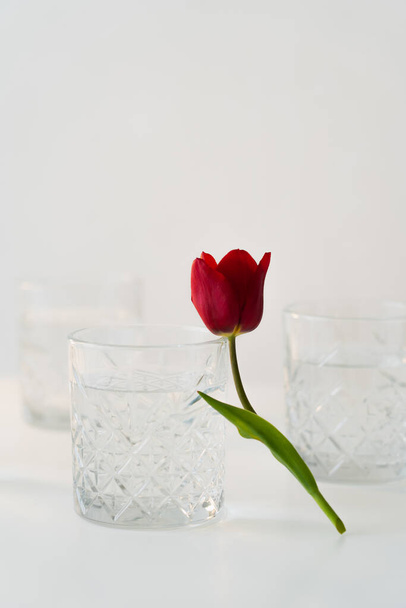 red tulip near glasses with pure water on grey blurred background - Foto, Imagem