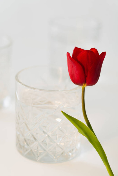 close up view of red tulip near glass with fresh water on white blurred background - Foto, Bild