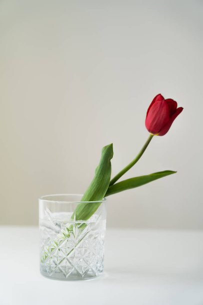 красный тюльпан в граненом стекле с пресной водой на белой поверхности изолированы на сером - Фото, изображение