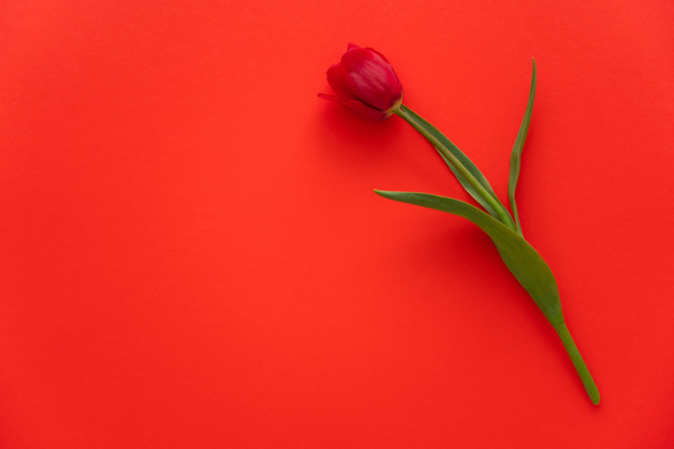 vista superior de tulipán fresco con hojas verdes sobre fondo rojo con espacio para copiar - Foto, Imagen