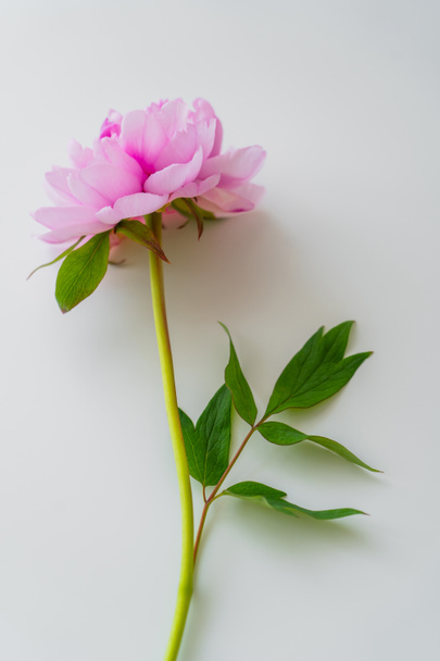 top view of pink peony with green leaves on white background - Fotoğraf, Görsel