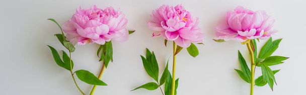 top view of fresh pink peonies with green leaves on white background, banner - Фото, изображение