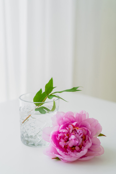 pink peony near glass with water and green leaves on white surface and grey background - Fotó, kép