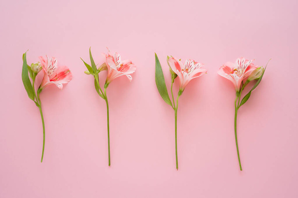 вид зверху на тропічні квіти альстромерії на рожевому фоні
 - Фото, зображення