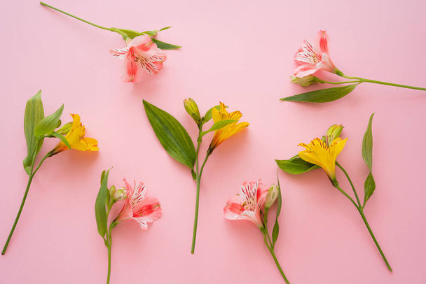 top view of fresh alstroemeria flowers on pink background - 写真・画像