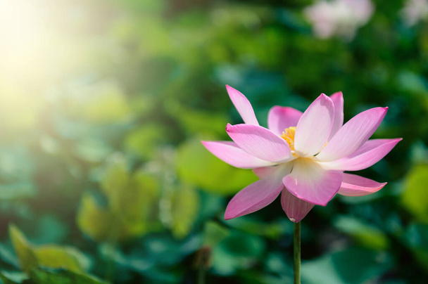lotusbloem in de vijver - Foto, afbeelding