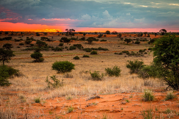 Beau paysage aux couleurs vives dans le désert du Kalahari. - Photo, image