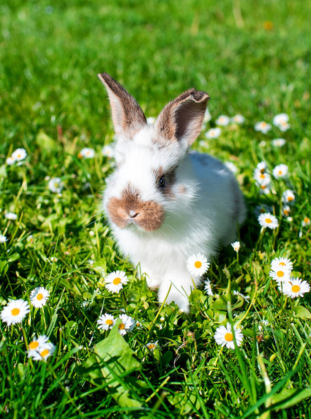 Little white rabbit on a background of blurred green grass. The rabbit is one month old. High quality photo - Fotó, kép