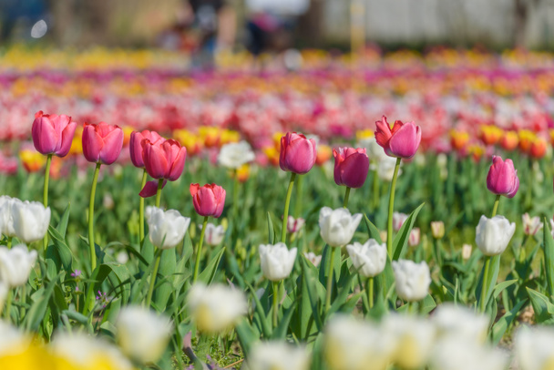 Vista sobre un campo de cultivo de diferentes variedades de tulipanes florecientes a principios de primavera. Collegno, Italia. - Foto, imagen