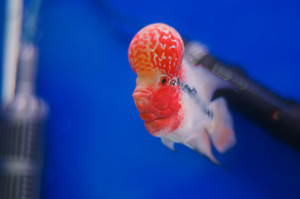Flowerhorn Cichlid fish - Photo, Image