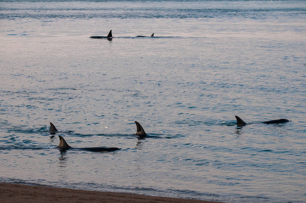 Familia de ballenas asesinas, caza de lobos marinos en la costa paragoniana, Patagonia, Argentina - Foto, Imagen