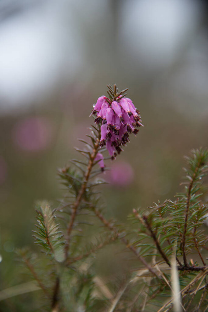 Erica flower in the spring forest - Photo, Image