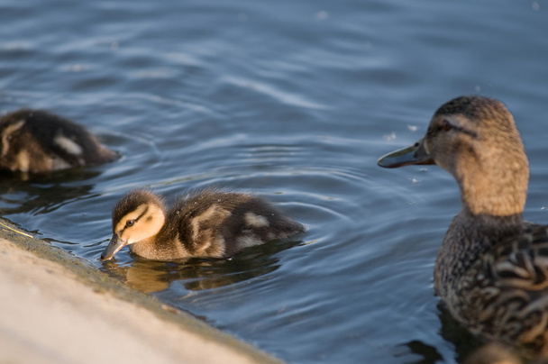 Duck mom watching over duckling - Foto, Imagem