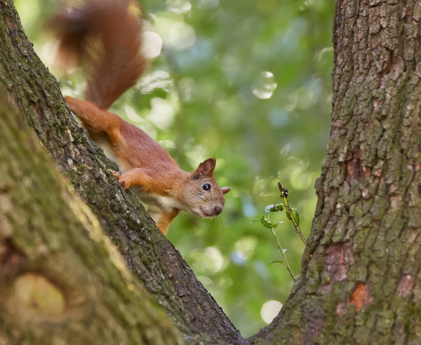 Ein rothaariges Europäisches Eichhörnchen frisst im Wald eine Walnuss - Foto, Bild