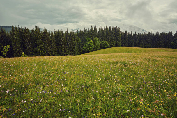 Field of daisies blooming in the mountains in summer - Photo, Image