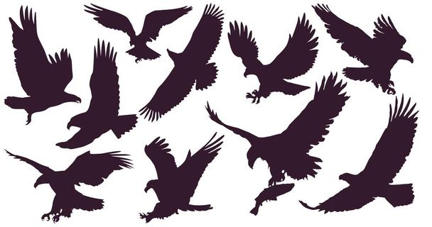 Adelaars. Vogelkoning klaar. 10 silhouetten van adelaars. Een aanvallende adelaar die in de lucht vliegt met een grote spanwijdte. - Vector, afbeelding