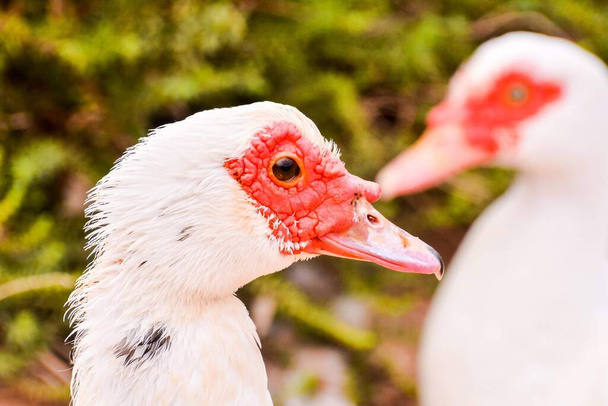 white goose in the farm - Fotó, kép