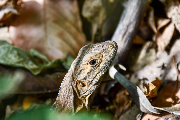 iguana, lagarto en el zoológico, vista de cerca - Foto, Imagen
