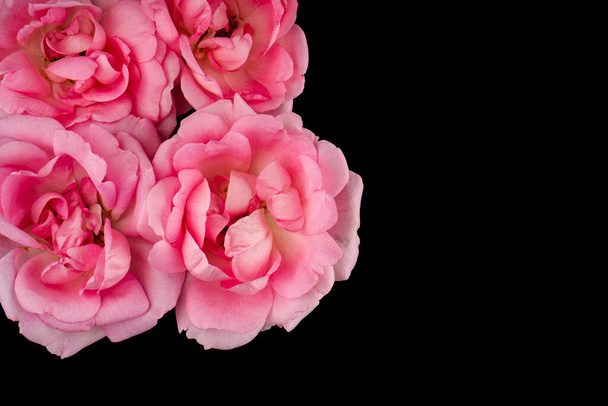 rose flowers on a black background isolated - Zdjęcie, obraz