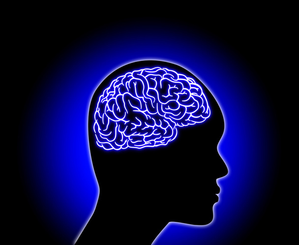 Menselijk brein - Stock Illustratie - Foto, afbeelding