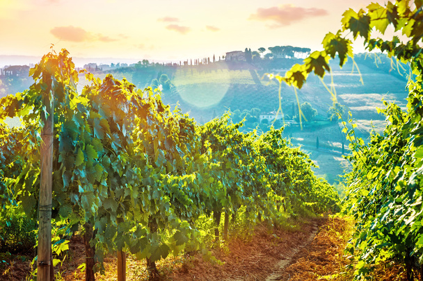 Beautiful grape field valley - Foto, imagen