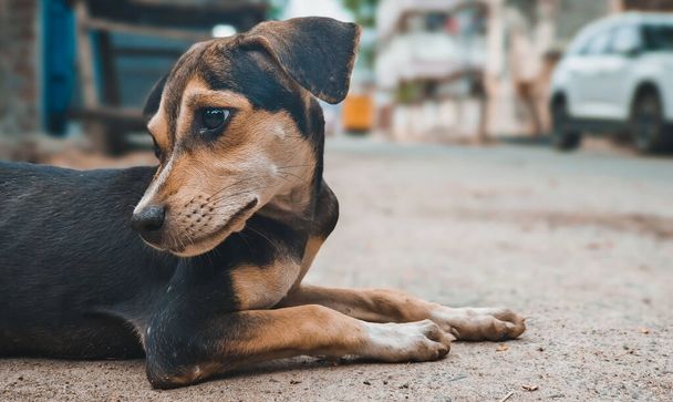 Animal de plein air : Un petit chien assis sur la rue. Portrait de chien de rue. - Photo, image