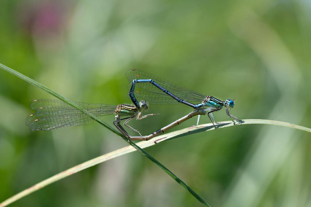 Close-up of two Feather Dragonflies (Platycnemis pennipes) mating, forming a heart with their bodies, on green grass - Photo, Image