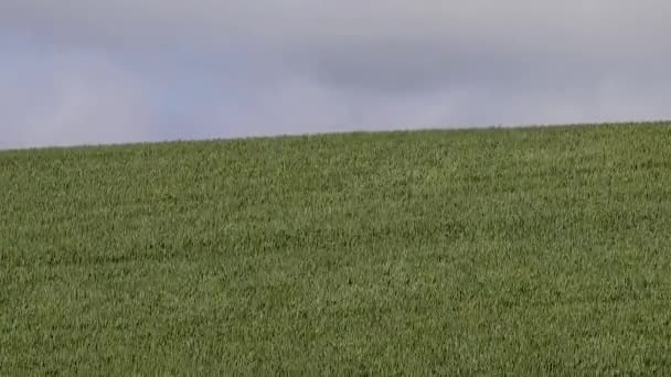 Hirtshals, Dinamarca Campos de trigo que soplan en el viento. - Metraje, vídeo