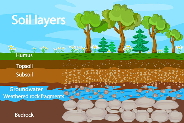 Vrstvy půdy. Schéma pro vrstvu půdy. Schéma půdní vrstvy s trávou, strukturou půdy, podzemními vodami a kameny. Průřez humusu nebo organických a podzemních půdních vrstev pod ním. Skladový vektorový obrázek - Vektor, obrázek