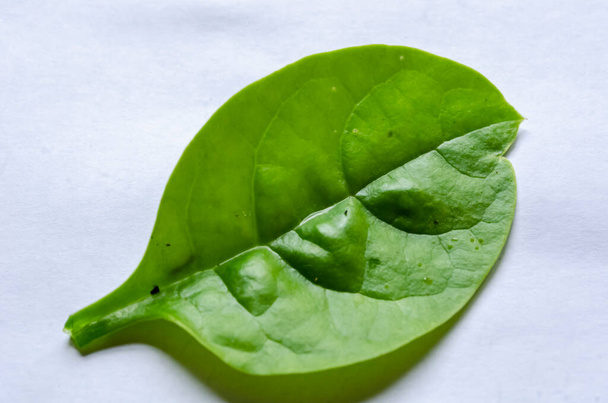 An isolated oval shaped spinach leaf is resting on a white background. - Valokuva, kuva