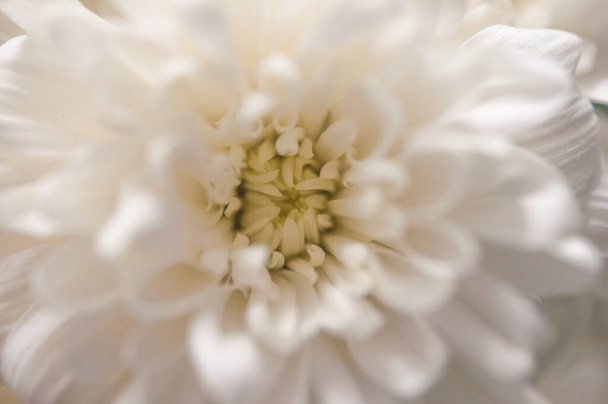 Un delicato fiore di crisantemo con petali bianchi. La foto è stata scattata con una lente macro. Concentrazione selettiva. Sfocatura. - Foto, immagini