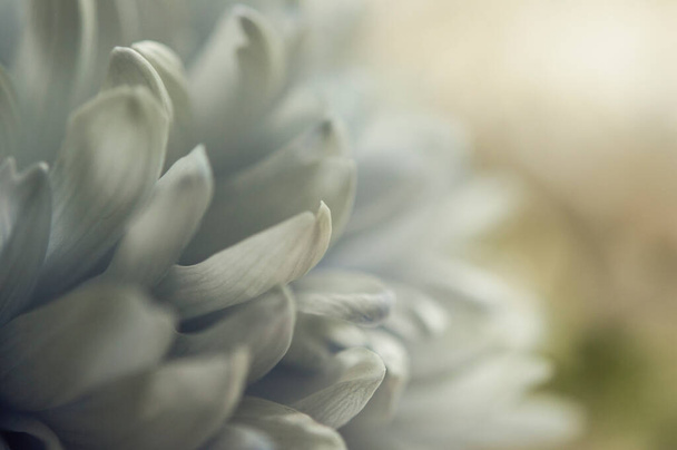 Une délicate fleur de chrysanthème aux pétales blancs. La photo a été prise avec un objectif macro. Concentration sélective. Flou. - Photo, image