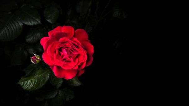 Rosa roja con hojas verdes sobre fondo negro. Postal horizontal - Foto, imagen