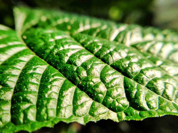 Selective focus on green leaves exposed to sunlight. - Photo, Image