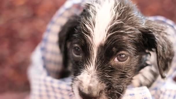 Retrato de um cachorrinho engraçado, ela olha para a câmera e balança a cabeça, um cachorro embrulhado em uma toalha após o banho. Cuidar da limpeza de animais de estimação - Filmagem, Vídeo