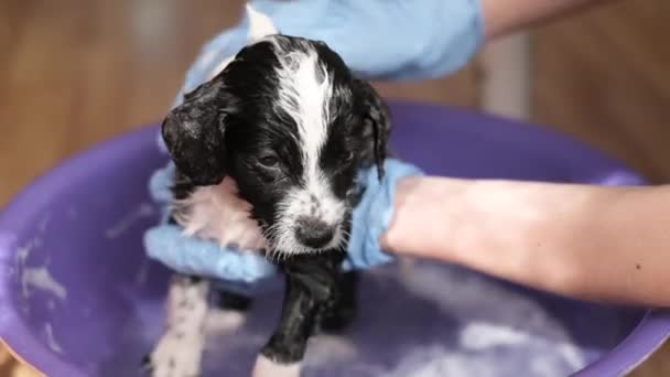 Κτηνίατρος λούζει ένα κουτάβι με σαμπουάν σε ένα μικρό παιδικό μπάνιο στην κλινική, προετοιμασία του σκύλου για τη θεραπεία. Κολύμβηση σκυλί κοντά - Πλάνα, βίντεο