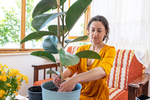 Uma mulher está replantando uma planta caseira, uma menina cuida de plantas, transplantando ficus em um novo pote - Foto, Imagem