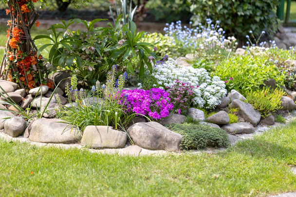 Όμορφη πολύχρωμη άνοιξη ροκ κήπο, ανθισμένα λουλούδια - Φωτογραφία, εικόνα