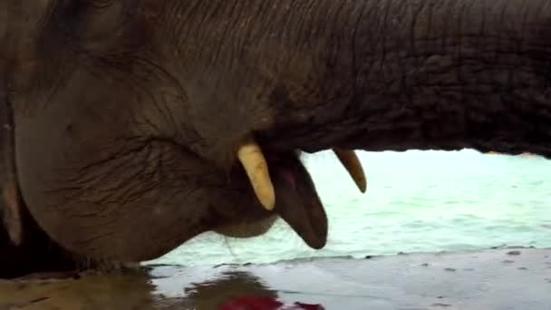Дівчинка годує маленького слона листям. Пляж острова Кох Чанг. Сліди, язик, ікла і ласкаві очі біля камери. Їж червоне листя. Слон стоїть у воді. Таїланд - Кадри, відео