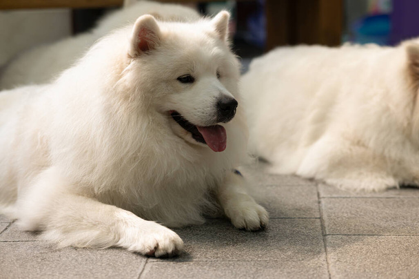 big white dog lying on the background soft focus close up - Foto, imagen