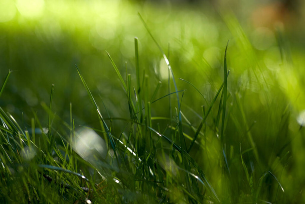 nature and flora concept - close up of green grass in summer - Φωτογραφία, εικόνα