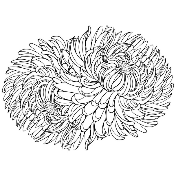 Two chrysanthemum flowers. Vector illustrations in hand drawn sketch doodle style. Line art botanical plant isolated on white. Close up blooming flowers. Element for coloring book, design, print. - Wektor, obraz