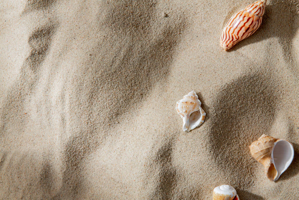 Концепция летнего отдыха и природы - различные морские раковины на песке - Фото, изображение