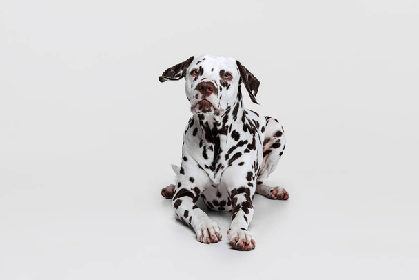 Young beautiful thoroughbred Dalmatian dog posing isolated over gray studio background. Concept of breed, vet, beauty, animal haelth and life, care. Pet looks calm, healthy and cute - Foto, Imagem