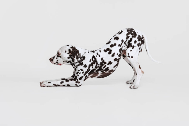 Stretching. Adorable thoroughbred Dalmatian dog posing isolated over gray studio background. Concept of breed, vet, beauty, animal haelth and life, care. Pet looks calm, healthy and cute - Photo, Image