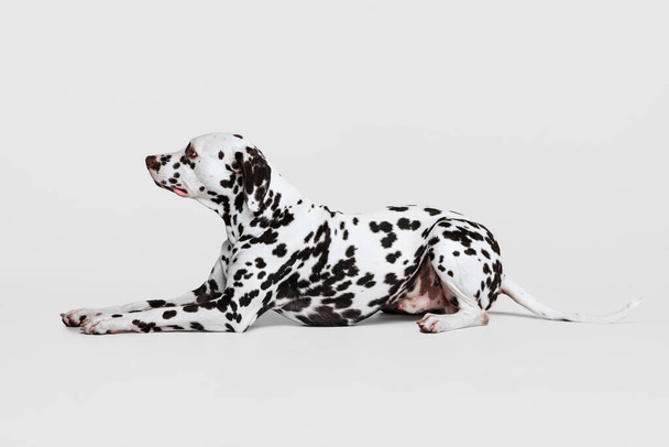 Young beautiful thoroughbred Dalmatian dog posing isolated over gray studio background. Concept of breed, vet, beauty, animal haelth and life, care. Pet looks calm, healthy and cute - Foto, imagen