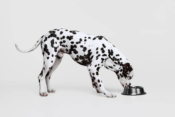 Young beautiful purebred dog, Dalmatian eating from bowl isolated over gray studio background. Concept of breed, vet, beauty, animal haelth and life, care. Pet looks calm, healthy and cute - Valokuva, kuva