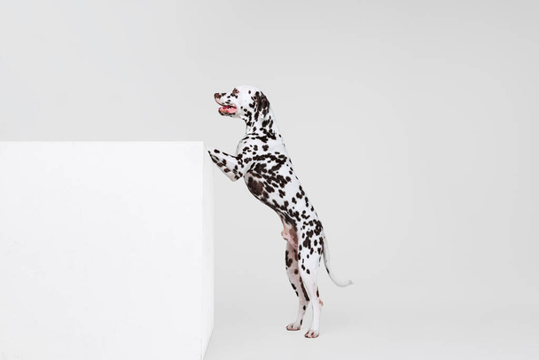 Full-length portrait of young beautiful Dalmatian dog posing isolated over gray studio background. Concept of breed, vet, beauty, animal haelth and life, care. Pet looks calm, healthy - Foto, Imagem