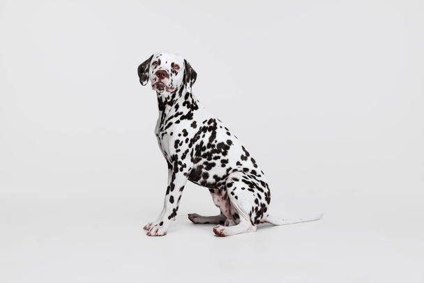 Young beautiful thoroughbred Dalmatian dog posing isolated over gray studio background. Concept of breed, vet, beauty, animal haelth and life, care. Pet looks calm, healthy and cute - Foto, Bild