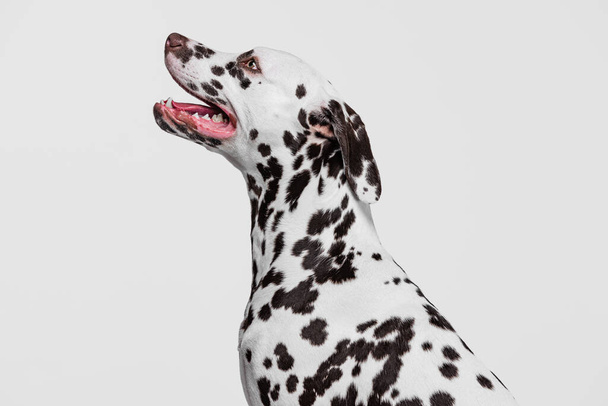 Профіль на елегантного далматинського собаку, що дивиться вгору ізольовано над сірим фоном студії. Концепція породи, ветеринара, краси, притулку для тварин і життя, піклування. Пет виглядає спокійною, здоровою та милою. Підсумок. - Фото, зображення